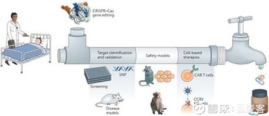 基因編輯上市公司首次公布基于CRISPR開發(fā)的同種異體CAR-T臨床前研究結果